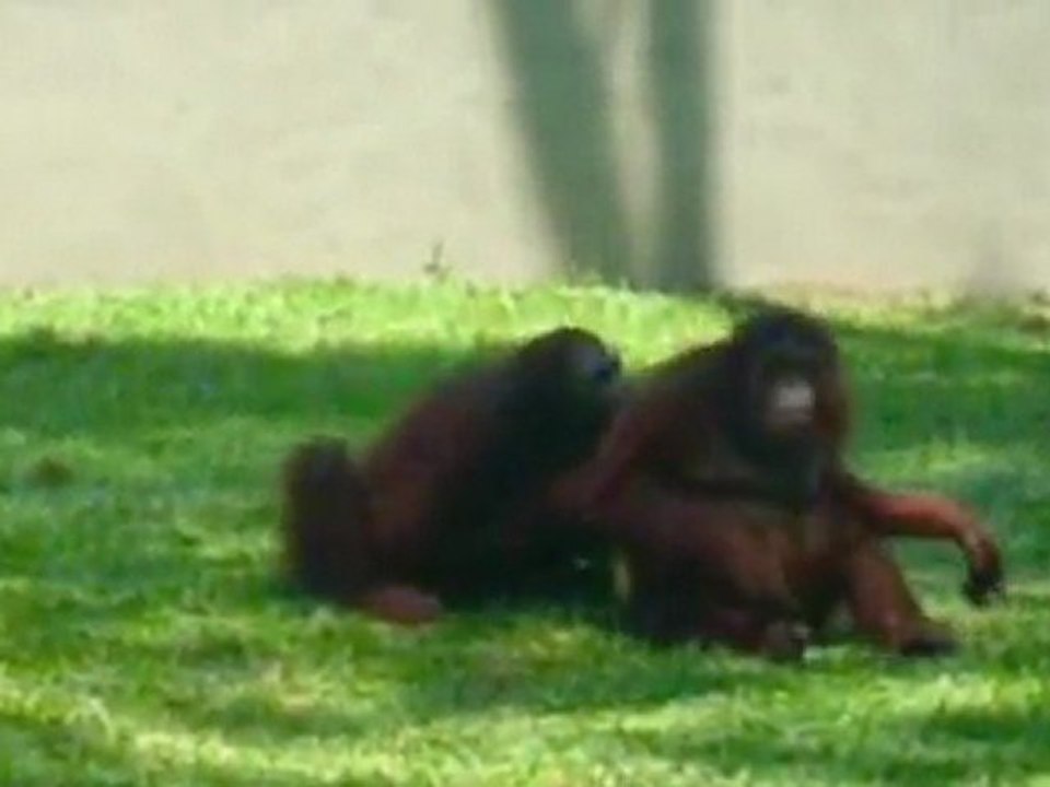 Documentaire animalier : espèces drôles et rares (Sri Lanka)