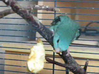 Perruche catherine turquoise