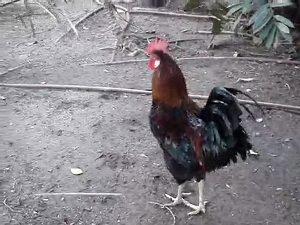 Chasse au coq