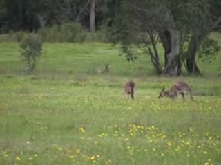Roos (kangourous)