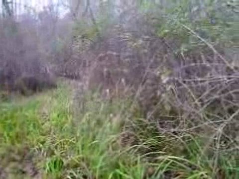 Sortie au bois avec chiots de Tambo X Tréma (5 mois et 1/2)