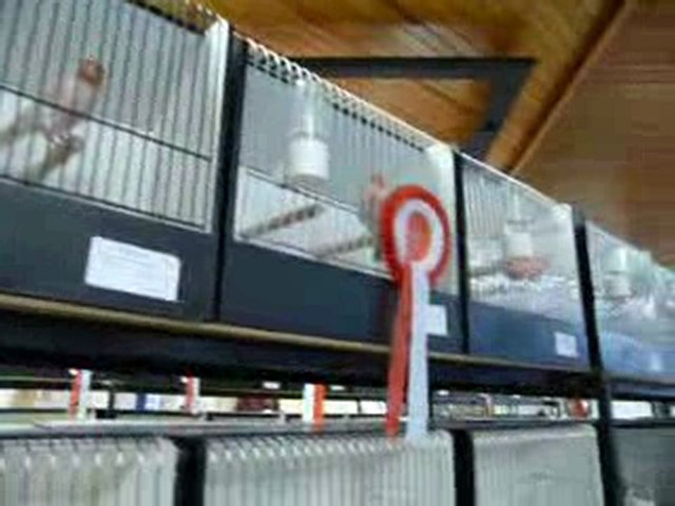 Exposition ornithologique à Tournai