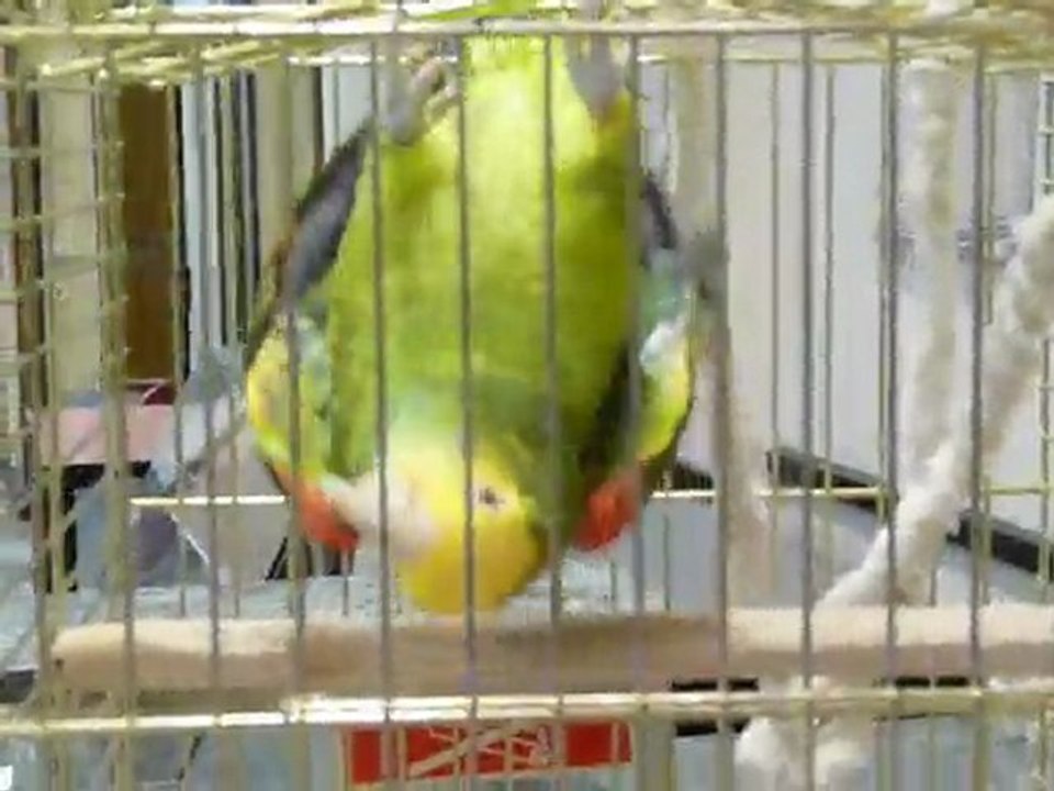 Exposition ornithologique à Tournai