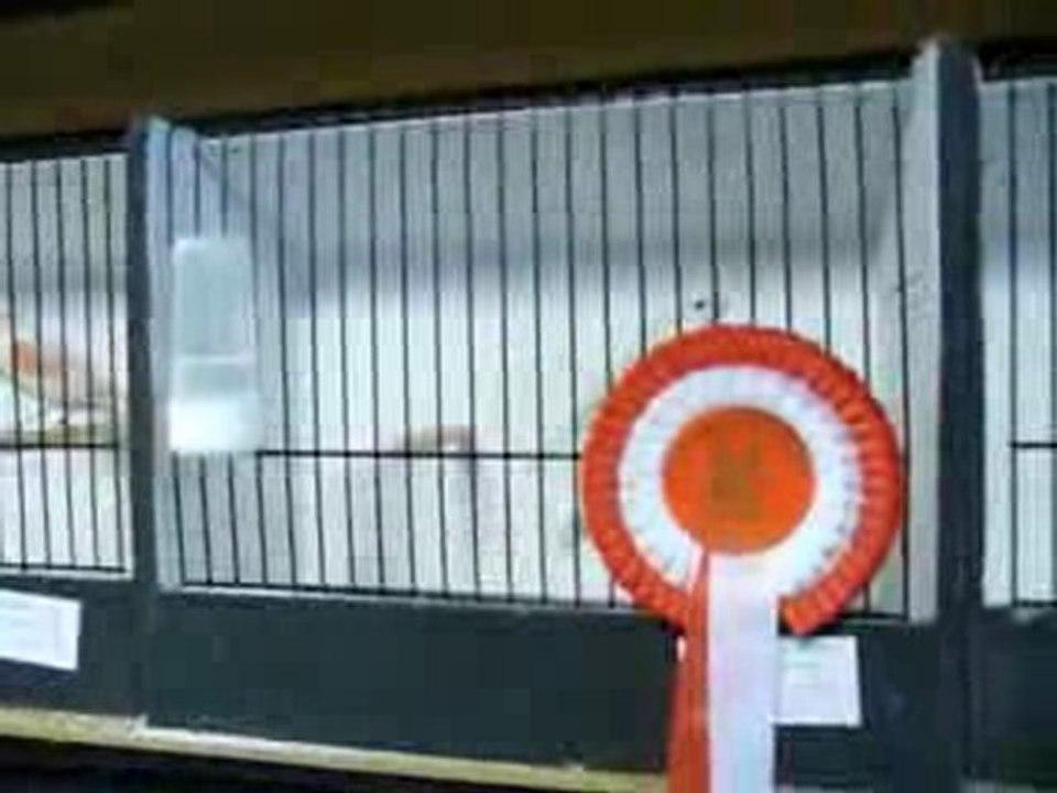 Exposition ornithologique à Tournai