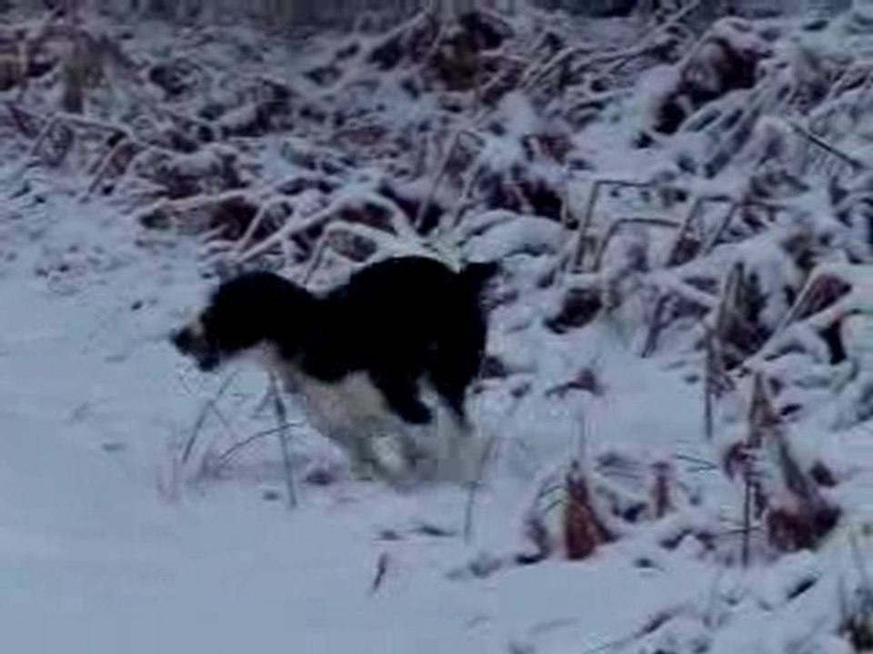 Capone et Ténor à la neige