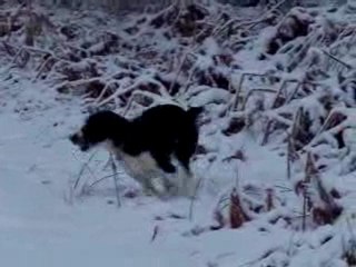 Capone et Ténor à la neige