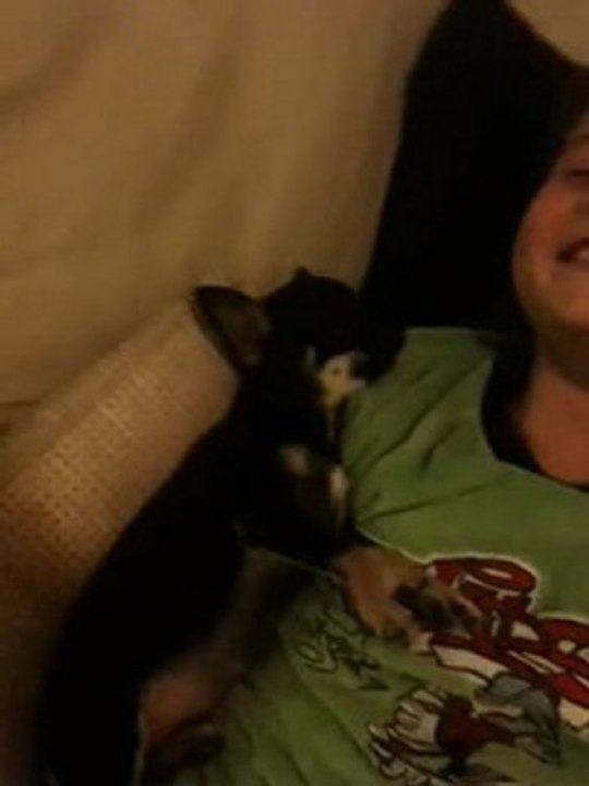 Chihuahua Cauchemar Dog Nightmare