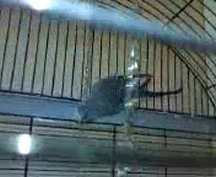 mes ptites perruches