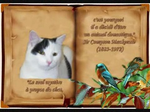 Album chat du refuge des Amis des Bêtes à Aix les Bains