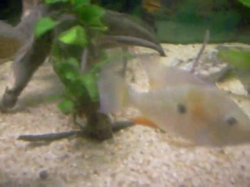 Acarichthys heckelii