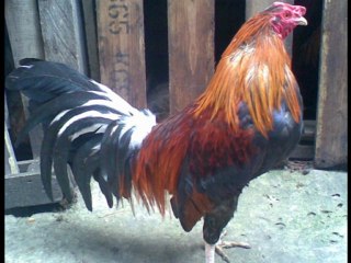 Pollos de pelea criadero de los zorro Colombia