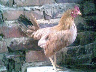 Gallos colombianos