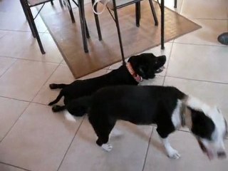 petite video de mes loulous