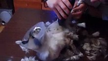 Стрижка собак и кошек.