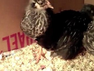 Chicks Dig the Garlic Parmesan Sauce