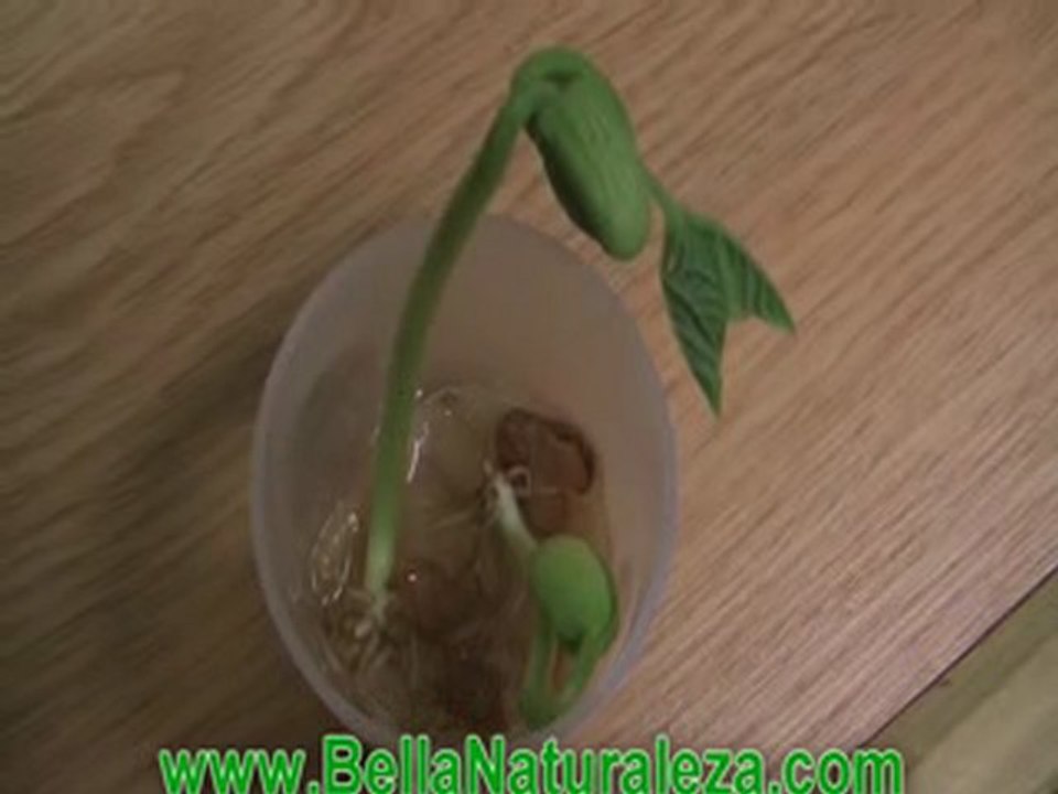 Nacimiento_de_un_frijol