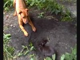 Un lapin attaque un chien...drôle!!