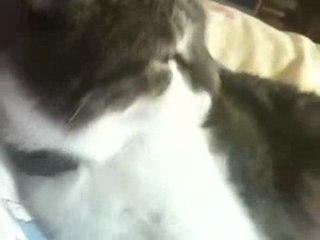 chat Dormant Les Yeux Ouverts