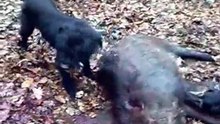 Jagd Terrier Giant Schnauzer Wild Boar Hunting