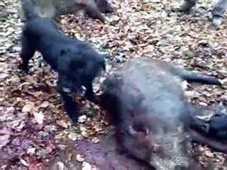 Jagd Terrier Giant Schnauzer Wild Boar Hunting