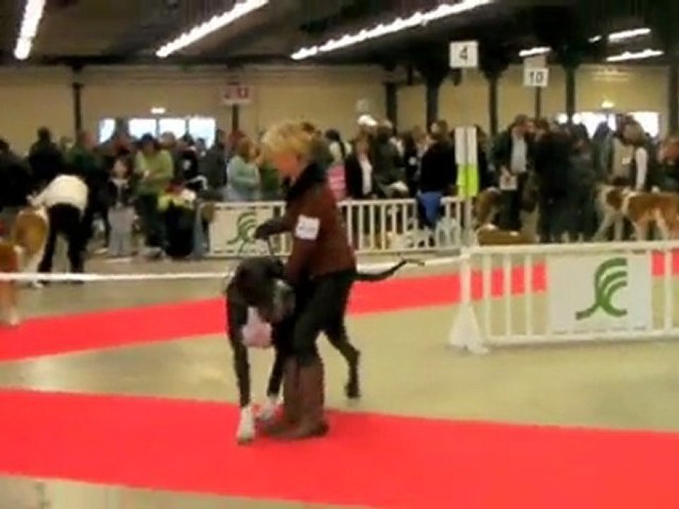 Paris dog show Janvier 2009