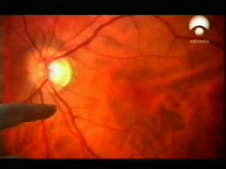 Anatomia de la vision