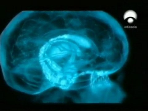 Olfato y cerebro: El mundo de los olores