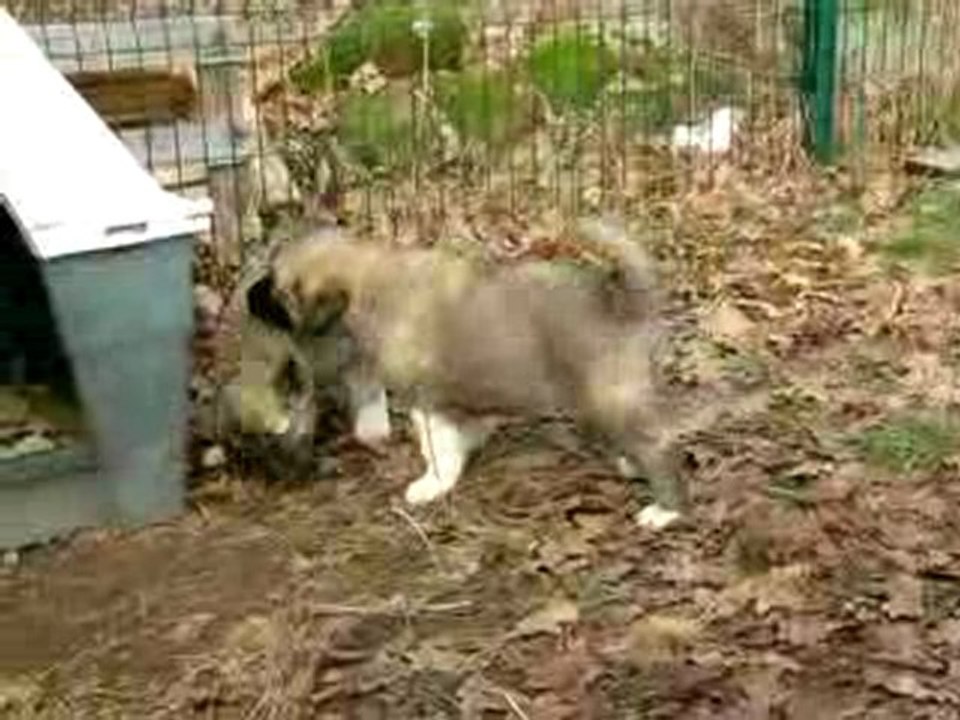 Jeu extérieur entre chiots bergers d'Anatolie (5/6)