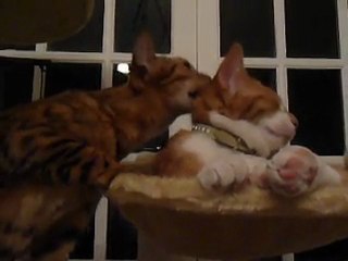 Carla et Enzo... la séance de léchouille dégénère !