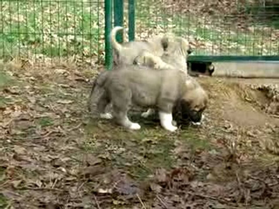 Jeu extérieur entre chiots bergers d'Anatolie (3/6)