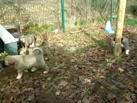 Jeu extérieur entre chiots bergers d'Anatolie (4/6)