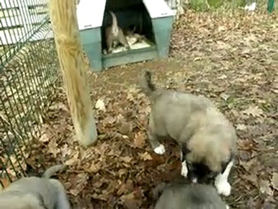 Jeu extérieur entre chiots bergers d'Anatolie (6/6)