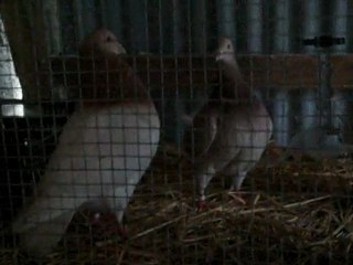 accouplement de pigeon