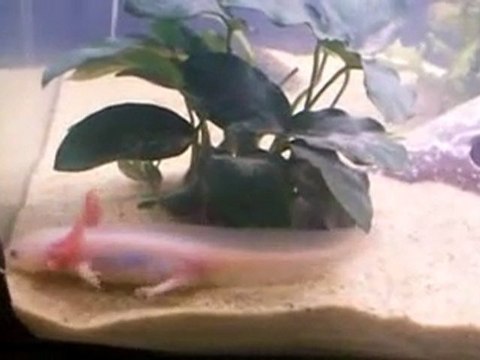 Nouvel aqua de mes axos 1