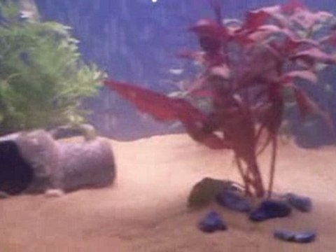 Nouvel aqua de mes axo 3