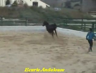 EVENTO XL , Poulain PRE de 2 ans.