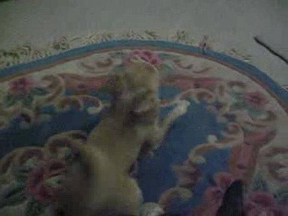 happy secret mon chihuahua