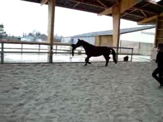 Obstacle en liberté