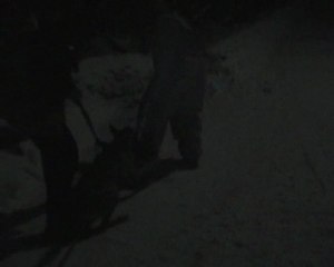 Tulikuuma Sade 7 months old female malinois