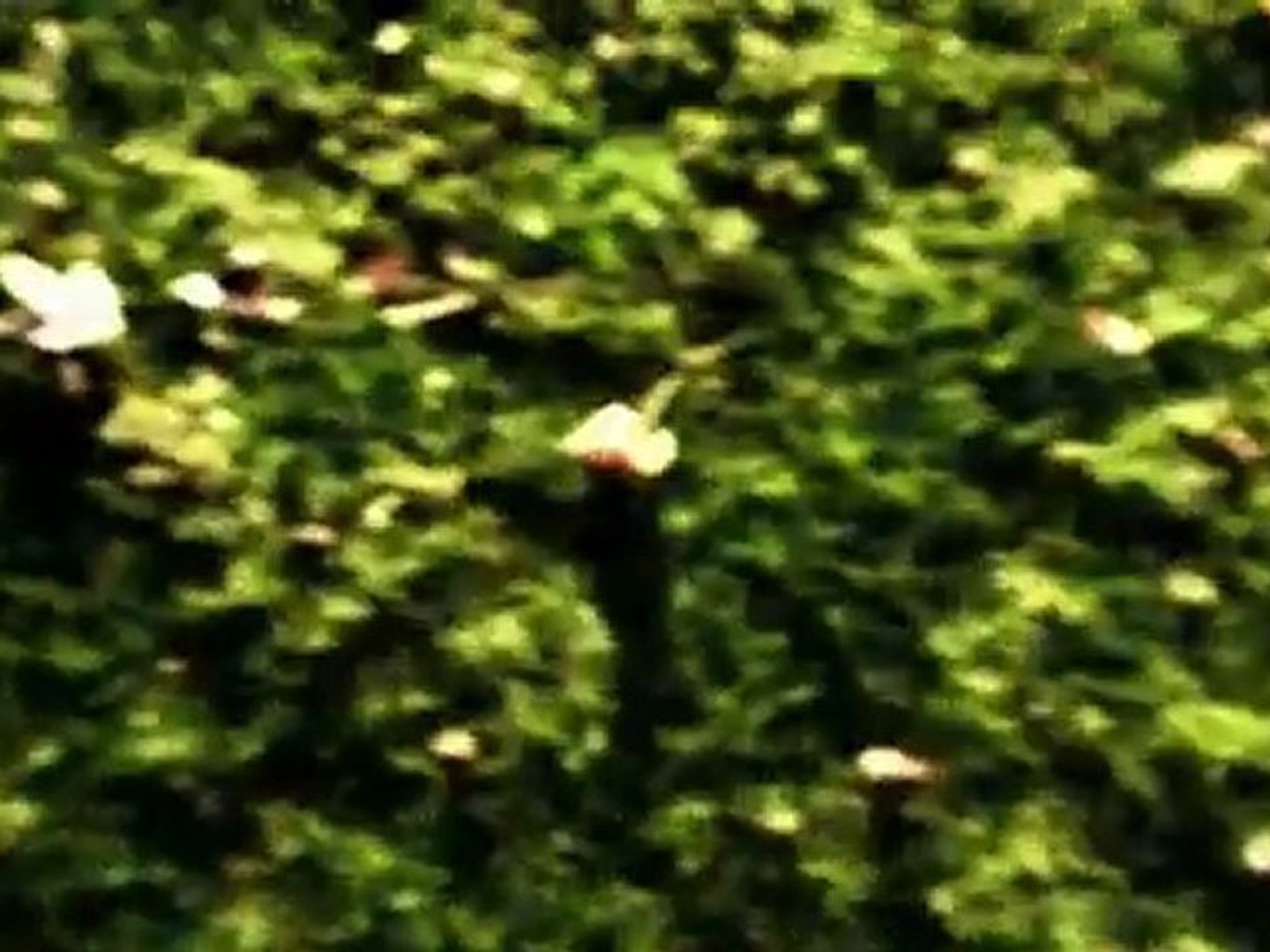 Telegram - We Look and See