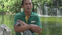 Cute Penguin at Jurong Bird Park Singapore