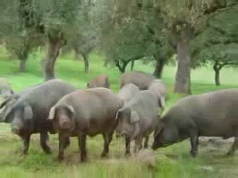 HACER NEGOCIOS RENTABLES, Oportunidades de Negocio ...