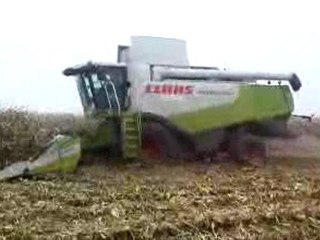 Mais grain avec lexion 560