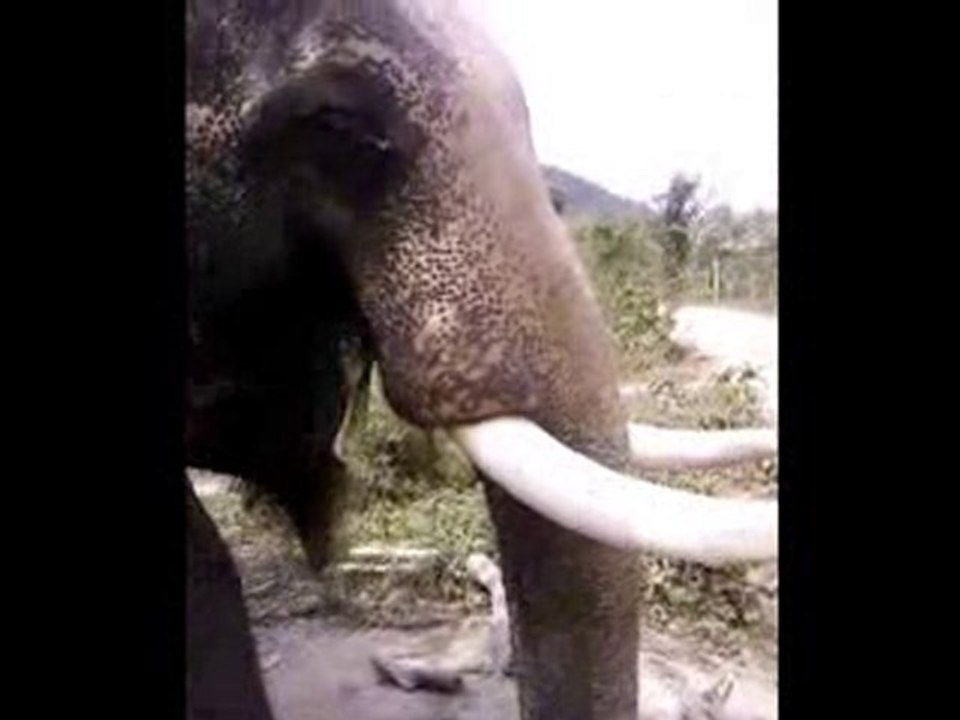 Elephant Koh Lanta