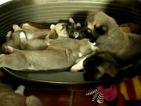 Petit jeu de gueules entre 2 chiots Kangal