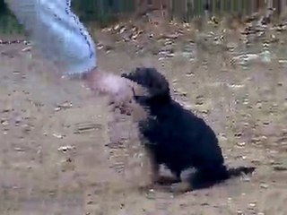 vidéo Elizza elevage Roccapina