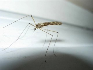 يا من يري (Ya mn yara)