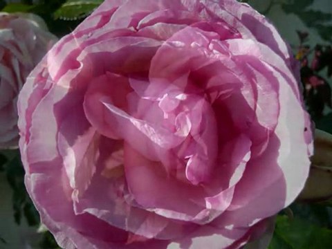 Mon amie la rose. Françoise Hardy.