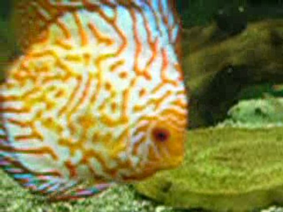 discus2