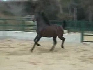 EMBRUJO LXIV POTRO PRE 2 AÑOS